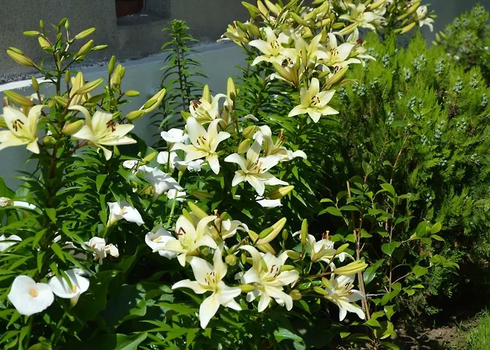 семейна къща “вълчеви” Gasthuis Kiten (Burgas)