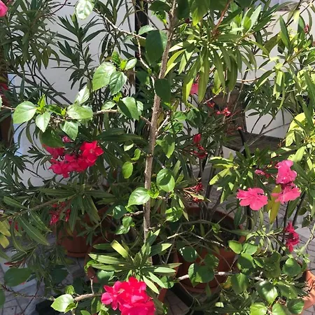 Guest house семейна къща “вълчеви” 3*