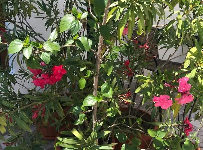 Πανσιόν семейна къща “вълчеви” 3*